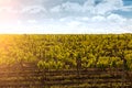 Countryside beautiful farms and vineyards plantation grapes Royalty Free Stock Photo