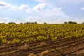 Countryside beautiful farms and vineyards plantation grapes Royalty Free Stock Photo