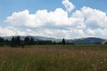 Countryside beautiful meadow in Bucovina