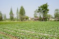 Countryside celtuce field in sunny spring