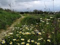 Countryside of daisies-Alhaurin de la Torre-Andalusia