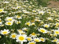 Countryside of daisies-Alhaurin de la Torre-Andalusia