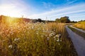 Countryside dirt road wild flowers of chamomile and dry grasses in wild meadow, beautiful summer sunset Royalty Free Stock Photo