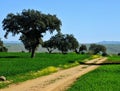 Countryside dirt road winding through green fields Royalty Free Stock Photo