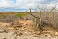 Countryside landscape at Cariri, Paraiba, Brazil