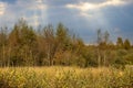 Countryside dutch meadow landscape with grass under scenic sunset sunrise sky. Panorama of dramatic landscape. Royalty Free Stock Photo