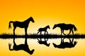 Countryside family horses silhouettes in wild nature