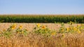 Countryside field of ripe wheat corn ear, sunflower and maize on sunny summer day, blue sky, peace in Europe, agricultural Royalty Free Stock Photo