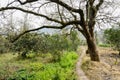 Countryside footpath under blossoming pear tree in sunny spring Royalty Free Stock Photo