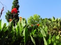 Blue Sky Garden and Canna