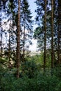 The countryside glimpsed through the trees on a forest walk Royalty Free Stock Photo