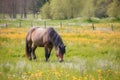 countryside horses ranch springtime farm animal meadow grazing pony A