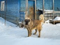 Countryside house view with dog, standing near in winter Royalty Free Stock Photo