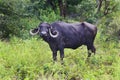 Countryside in the Indian subcontinent. Domestic Asian water buffalo, black buffalo in gir forest, buffalo in the jungle Royalty Free Stock Photo