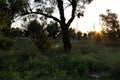 Countryside landscape with autochthon bushes and conifers Royalty Free Stock Photo