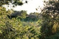 Countryside landscape with autochthon bushes and conifers Royalty Free Stock Photo