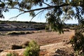 Countryside landscape with autochthon bushes and eucalyptus trees in Alicante, Spain. Royalty Free Stock Photo