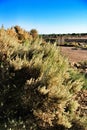 Countryside landscape with autochthon bushes and eucalyptus trees in Alicante, Spain. Royalty Free Stock Photo