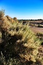 Countryside landscape with autochthon bushes and eucalyptus trees in Alicante, Spain. Royalty Free Stock Photo