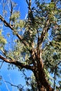 Countryside landscape with autochthon bushes and eucalyptus trees in Alicante, Spain. Royalty Free Stock Photo