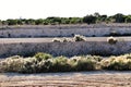 Countryside landscape with autochthon bushes and eucalyptus trees in Alicante, Spain. Royalty Free Stock Photo