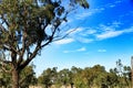 Countryside landscape with autochthon bushes and eucalyptus trees in Alicante, Spain. Royalty Free Stock Photo