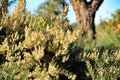 Countryside landscape with autochthon bushes and eucalyptus trees in Alicante, Spain. Royalty Free Stock Photo