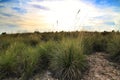 Countryside landscape with autochthon bushes and plants Royalty Free Stock Photo