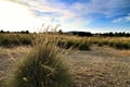 Countryside landscape with autochthon bushes and plants Royalty Free Stock Photo