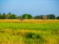 Countryside landscape. Beautiful golden and green rice fields in Thailand on sunny day Royalty Free Stock Photo