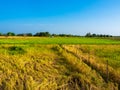 Countryside landscape. Beautiful golden and green rice fields in Thailand on sunny day Royalty Free Stock Photo