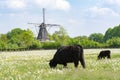 Countryside landscape with black scottish cow, pasture with wild flowers and traditional Dutch wind mill Royalty Free Stock Photo