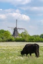 Countryside landscape with black scottish cow, pasture with wild flowers and traditional Dutch wind mill Royalty Free Stock Photo