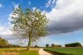 Countryside landscape with cloudy sky, tree in the foreground among wheat fields. Country road. Royalty Free Stock Photo