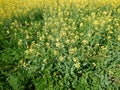 Countryside landscape with canola oil field Royalty Free Stock Photo