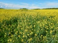 Countryside landscape with canola oil field Royalty Free Stock Photo