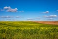 Yellow canola field and blue sky with single small clouds in the sky. Royalty Free Stock Photo