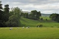 Countryside landscape: cows grazing in field