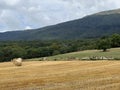 countryside landscape with cows herd