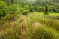 Countryside landscape with flowering meadows and forest in background, UK, Europe