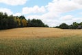 Countryside landscape - golden fields Royalty Free Stock Photo