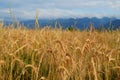 Countryside landscape with golden wheat field and blue mountains range in Transylvania, Romania Royalty Free Stock Photo