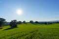 Countryside landscape with green fields with trees, shadows, bushes and green grass and sun behind under blue sky Royalty Free Stock Photo