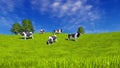 Mottled dairy cows grazing on green pasture