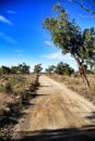 Countryside landscape and path with autochthon bushes and eucalyptus trees in Alicante, Spain. Royalty Free Stock Photo