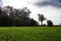 Countryside landscape with plantation with green leaves. Concept of serenity Grass grown out of the city