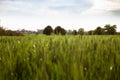 Countryside landscape with plantation with green leaves. Concept of serenity Grass grown out of the city