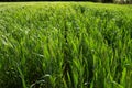 Countryside landscape with plantation with green leaves. Concept of serenity Grass grown out of the city