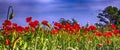 countryside landscape, poppy field with daisies. flowers that grow spontaneously on uncultivated land. Royalty Free Stock Photo