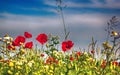 countryside landscape, poppy field with daisies. flowers that grow spontaneously on uncultivated land. Royalty Free Stock Photo